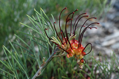 APII jpeg image of Grevillea calliantha  © contact APII