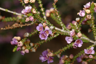 APII jpeg image of Thryptomene strongylophylla  © contact APII