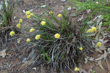 APII jpeg image of Conostylis aculeata subsp. preissii  © contact APII