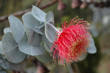 APII jpeg image of Eucalyptus rhodantha  © contact APII