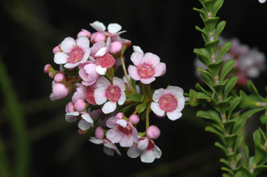 APII jpeg image of Scholtzia laxiflora  © contact APII