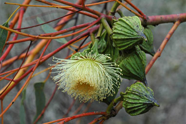 APII jpeg image of Eucalyptus youngiana  © contact APII