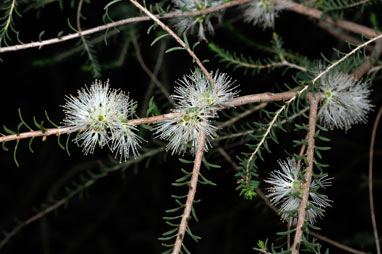 APII jpeg image of Melaleuca lateralis  © contact APII