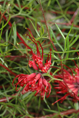 APII jpeg image of Grevillea acropogon  © contact APII