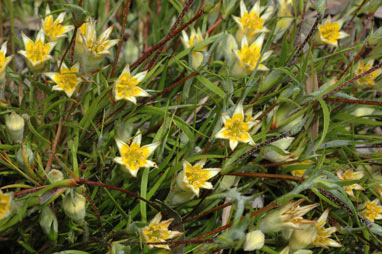 APII jpeg image of Conostylis setigera subsp. dasys  © contact APII