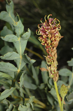 APII jpeg image of Grevillea eryngioides  © contact APII