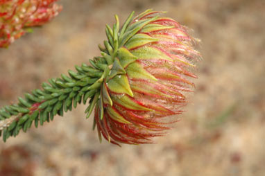 APII jpeg image of Darwinia neildiana  © contact APII