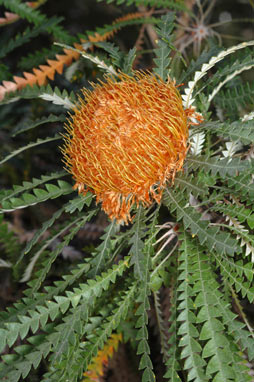 APII jpeg image of Banksia formosa  © contact APII