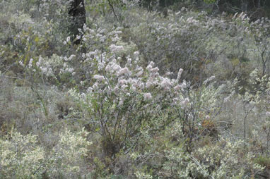 APII jpeg image of Petrophile biloba  © contact APII