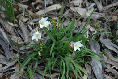 APII jpeg image of Freesia alba X Freesia leichtlinii  © contact APII