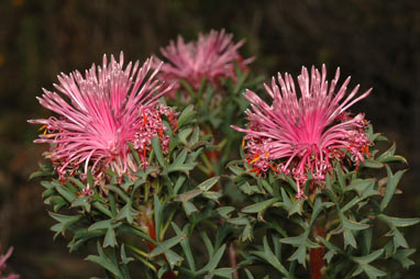 APII jpeg image of Isopogon dubius  © contact APII