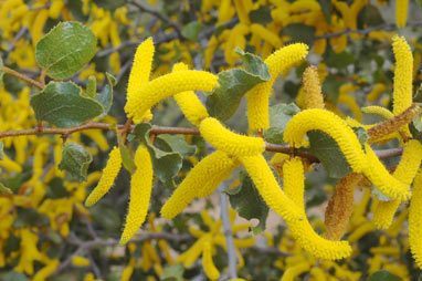 APII jpeg image of Acacia denticulosa  © contact APII