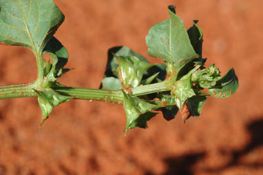 APII jpeg image of Rumex hypogaeus  © contact APII