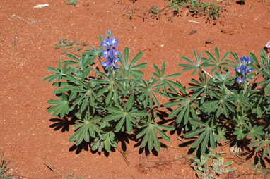 APII jpeg image of Lupinus cosentinii  © contact APII