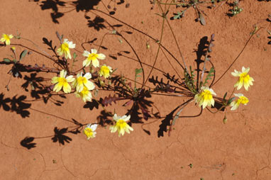 APII jpeg image of Goodenia pinnatifida  © contact APII