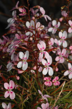 APII jpeg image of Stylidium longibracteatum  © contact APII