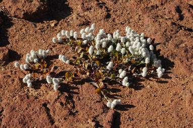 APII jpeg image of Ptilotus roei  © contact APII