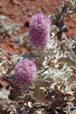 APII jpeg image of Ptilotus rotundifolius  © contact APII