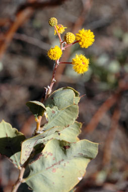 APII jpeg image of Acacia pyrifolia  © contact APII