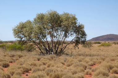 APII jpeg image of Eucalyptus gamophylla  © contact APII