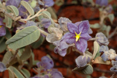 APII jpeg image of Keraudrenia velutina subsp. elliptica  © contact APII