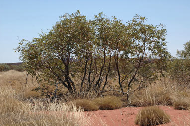 APII jpeg image of Eucalyptus gamophylla  © contact APII