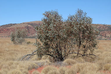 APII jpeg image of Eucalyptus kingsmillii  © contact APII