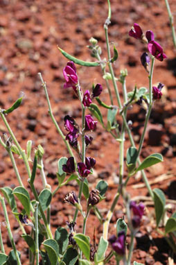 APII jpeg image of Kennedia prorepens  © contact APII