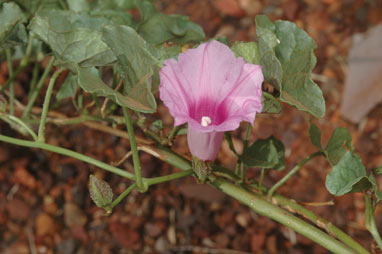 APII jpeg image of Ipomoea muelleri  © contact APII