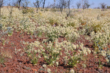 APII jpeg image of Ptilotus auriculifolius  © contact APII