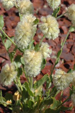 APII jpeg image of Ptilotus auriculifolius  © contact APII