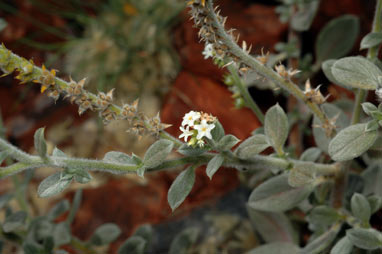 APII jpeg image of Heliotropium ovalifolium  © contact APII