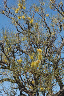 APII jpeg image of Hakea chordophylla  © contact APII