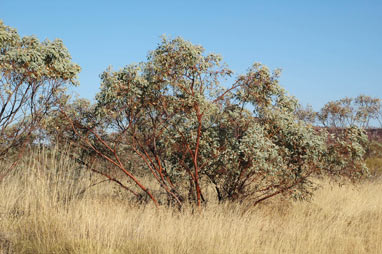 APII jpeg image of Eucalyptus trivalva  © contact APII