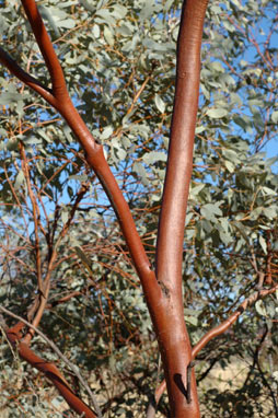 APII jpeg image of Eucalyptus trivalva  © contact APII