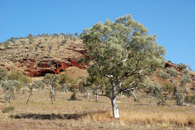 APII jpeg image of Eucalyptus leucophloia  © contact APII