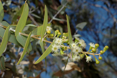 APII jpeg image of Eucalyptus gamophylla  © contact APII