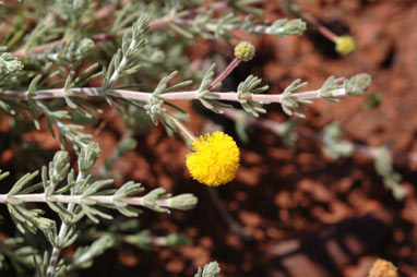 APII jpeg image of Acacia adoxa var. adoxa  © contact APII