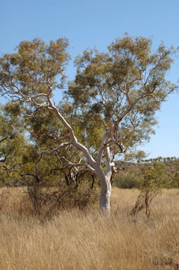 APII jpeg image of Eucalyptus leucophloia  © contact APII