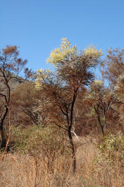 APII jpeg image of Grevillea pyramidalis  © contact APII