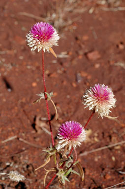 APII jpeg image of Gomphrena canescens subsp. canescens  © contact APII