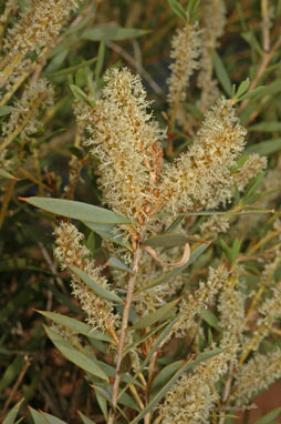 APII jpeg image of Melaleuca linophylla  © contact APII