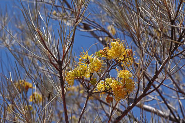 APII jpeg image of Grevillea gordoniana  © contact APII