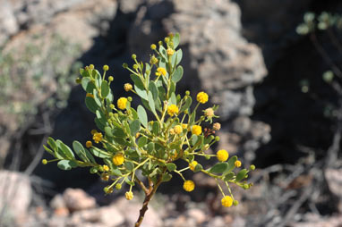 APII jpeg image of Acacia bivenosa  © contact APII