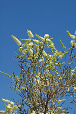 APII jpeg image of Grevillea stenobotrya  © contact APII