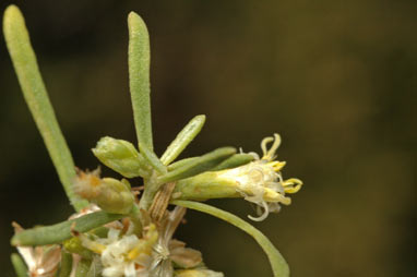 APII jpeg image of Olearia sp. Kennedy Range (G.Byrne 66)  © contact APII