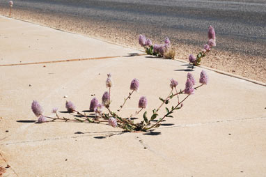 APII jpeg image of Ptilotus nobilis  © contact APII