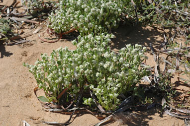 APII jpeg image of Ptilotus villosiflorus  © contact APII