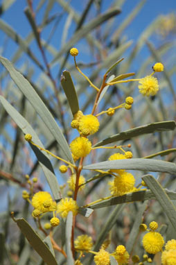 APII jpeg image of Acacia murrayana  © contact APII