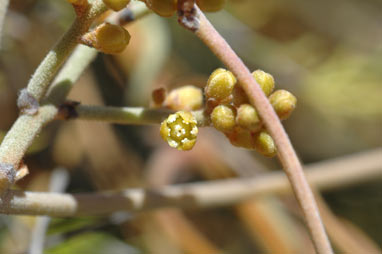 APII jpeg image of Cassytha racemosa f. pilosa  © contact APII